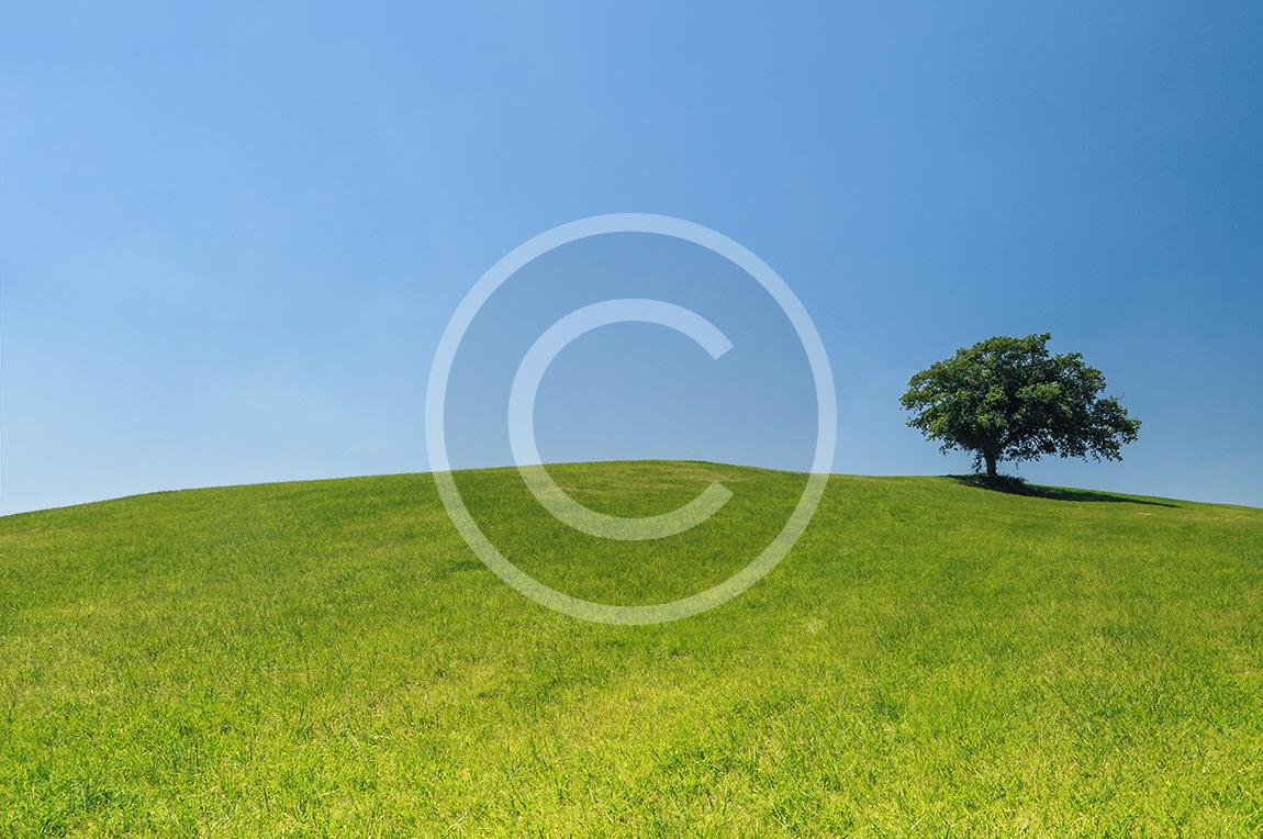 hill-meadow-tree-green.jpg