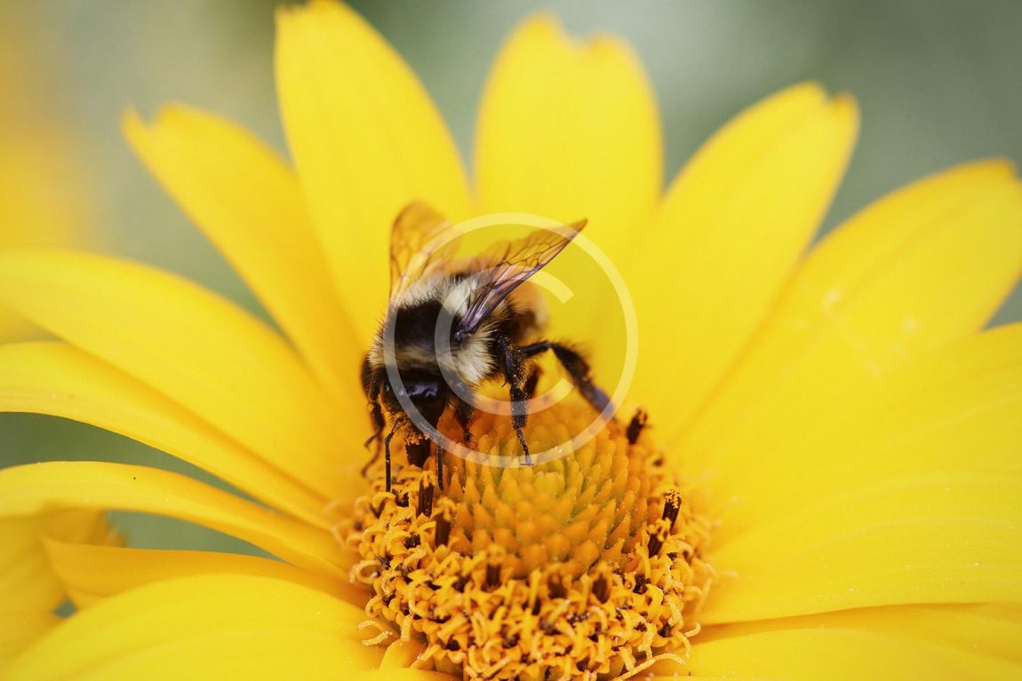 summer-yellow-flower-bee.jpg